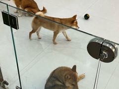 -柴源莊·柴小宠柴犬咖啡