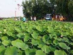 荷花大观园-鲜鱼居饭店