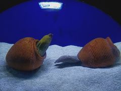 -江和美海洋公园