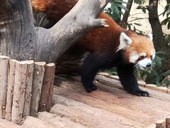 -昆明动物园