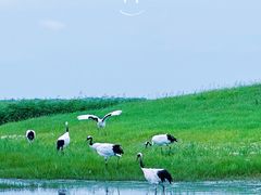-黑龙江扎龙生态旅游区
