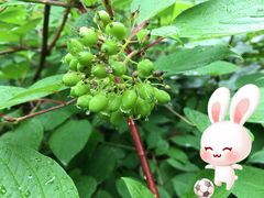 -果婆婆水果店(临河街店)