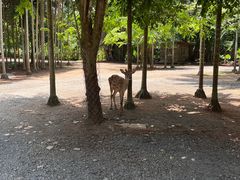 -海南热带野生动植物园