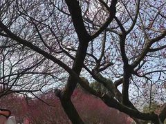 -秀丽东方