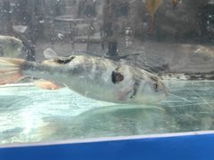 -天正河鲀·河豚亭(大连店)