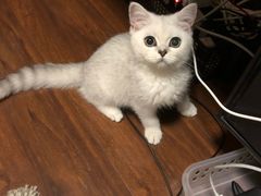 -猫大福·Fortune Cat猫舍(百子湾店)