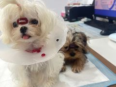 -天使宠物医院·犬猫分诊(彩虹店)