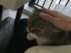 -喵园·猫主题咖啡厅·撸猫·猫咖(国贸店)