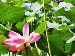 -济南大明湖景区