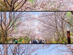 -顾村公园