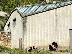 -卧龙中华大熊猫苑神树坪基地