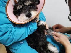 -pd派德宠物中心医院24H急重症·眼科中心·血液透析中心(嵩山北路店)