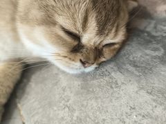 -楼上猫咖(罗湖店)