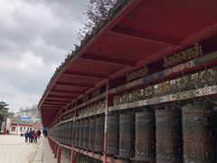 -塔尔寺菩提树