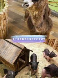 点击看大图 -七巧国萌宠乐园(龙湖天街店)