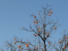 -深蓝盲人按摩中心(西北旺店)