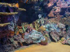 -上海海洋水族馆