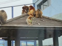 -大连森林动物园