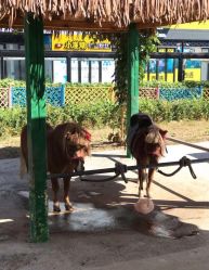 -萌宠亲子动物乐园(槐房万达店)