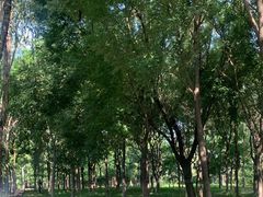 -大兴滨河森林公园