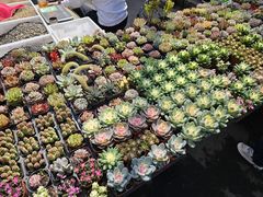 -哈尔滨道外花鸟鱼市场