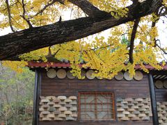 -千年银杏谷文化旅游区