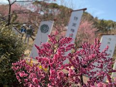 -无锡梅园公园