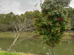 -上海海湾国家森林公园