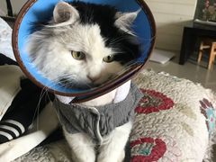 -米苏动物医院·犬猫专科·骨科外科内窥镜