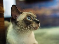 -MIKAKU(万达广场上海宝山店)