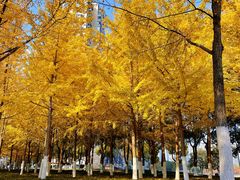 -西北湖绿化广场