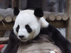 -栾川竹海野生动物园