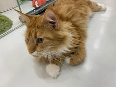 -糯米喵星人·撸猫猫舍咖啡馆(西市场嘉华店)