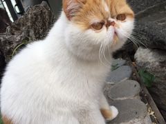 -喵屿·大理花园猫咖