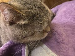 -猫色咖啡·猫咖