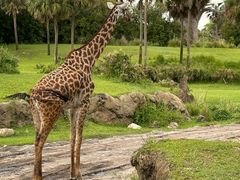 -奥兰多迪士尼动物王国乐园