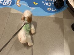 -帕帕拉兹宠物(亚洲旗舰店)