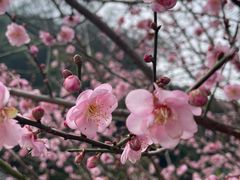 -天适樱花悠乐园