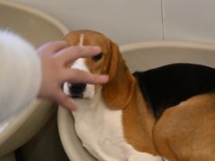 -有喵·猫咖·狗咖·30几只猫10只小狗(岗厦店)