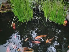 -凤凰山斑鱼馆(恭城店)