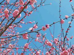 -新建村梅花