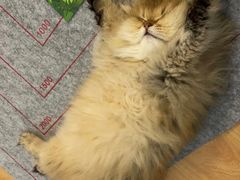 -猫十亿·布偶金渐层·曼基康矮脚猫舍(青年路店)