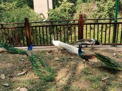 -西双版纳原始森林公园