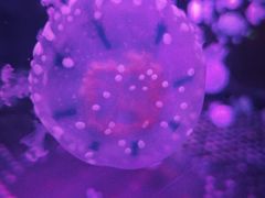 -华夏文旅西安度假区