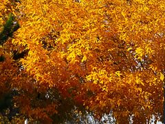 -北京西山国家森林公园