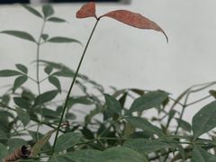 -秋霞圃