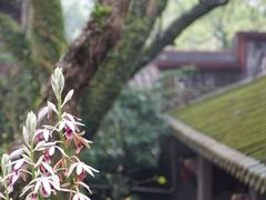 -国恩寺