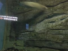 -芜湖新华联大白鲸海洋公园