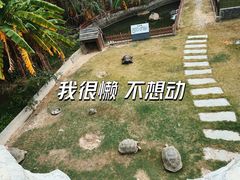 -广东惠东海龟国家级自然保护区