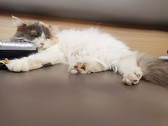 -喵园·猫主题咖啡厅·撸猫·猫咖(国贸店)